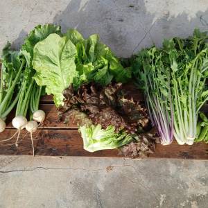 自然栽培・固定種野菜専門農園 かぜのーか の画像