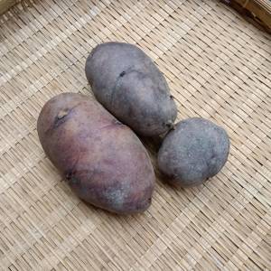 【希少品種・自然栽培】農薬のいらないじゃがいもを求めてー 品種が選べるじゃがいも便