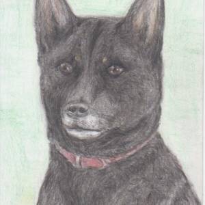 動物色鉛筆画（ハガキサイズ）
