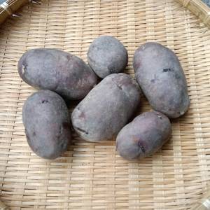 【希少品種・自然栽培】農薬のいらないじゃがいもを求めてー 品種が選べるじゃがいも便